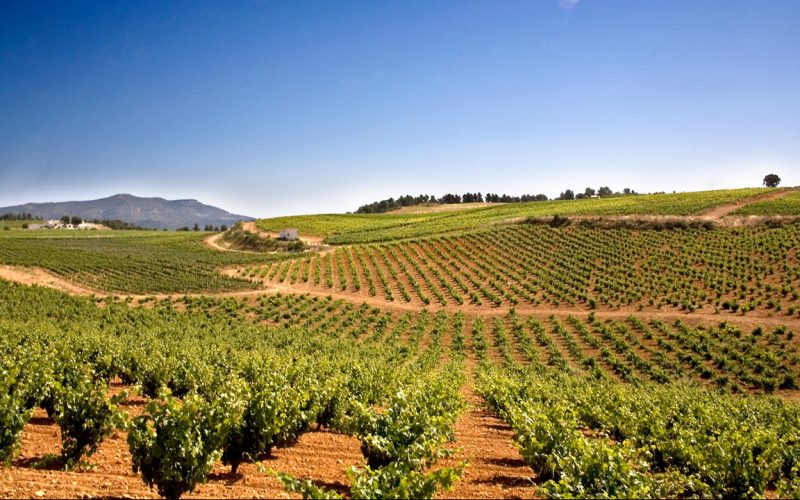 Vineyards in D.O. Utiel-Requena for sale