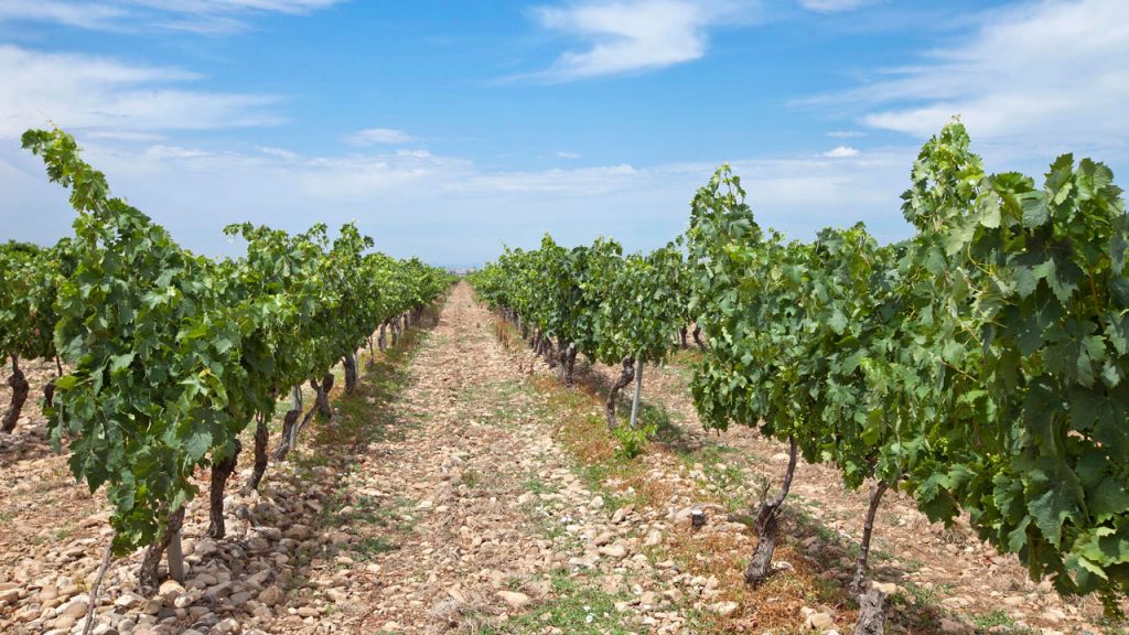 Caves avec vignoble en Espagne