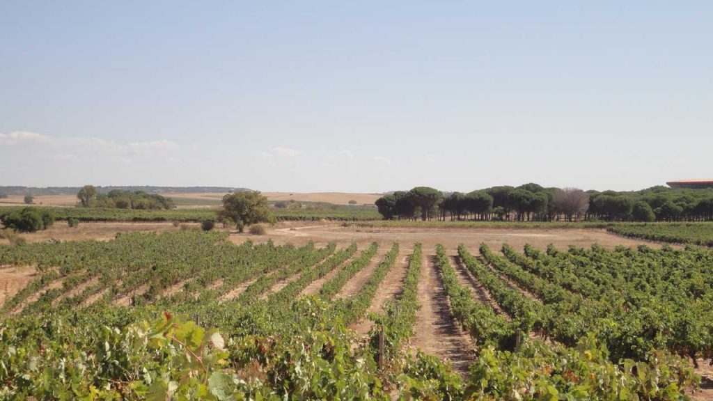 Investing in wineries in Spanish Designations of Origin