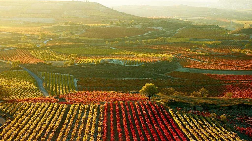 Caves et vignobles espagnols de qualité