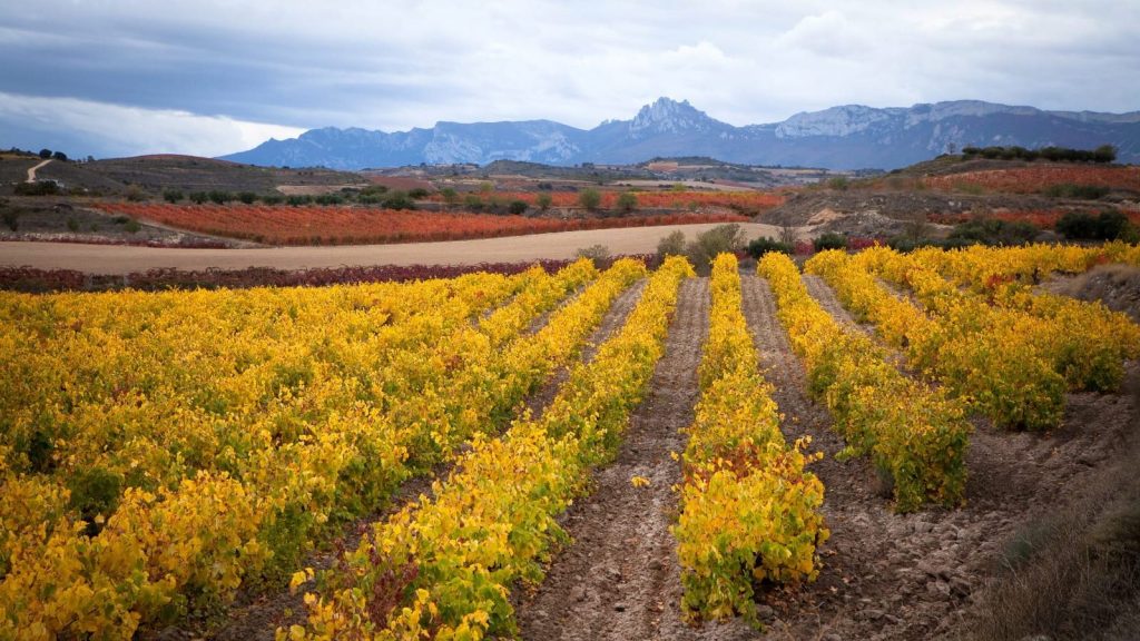 Aide européenne au secteur vitivinicole