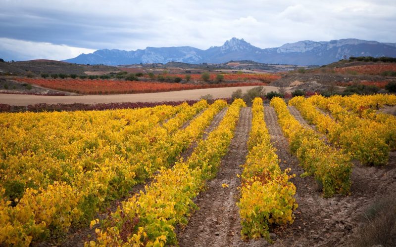 Aide européenne au secteur vitivinicole