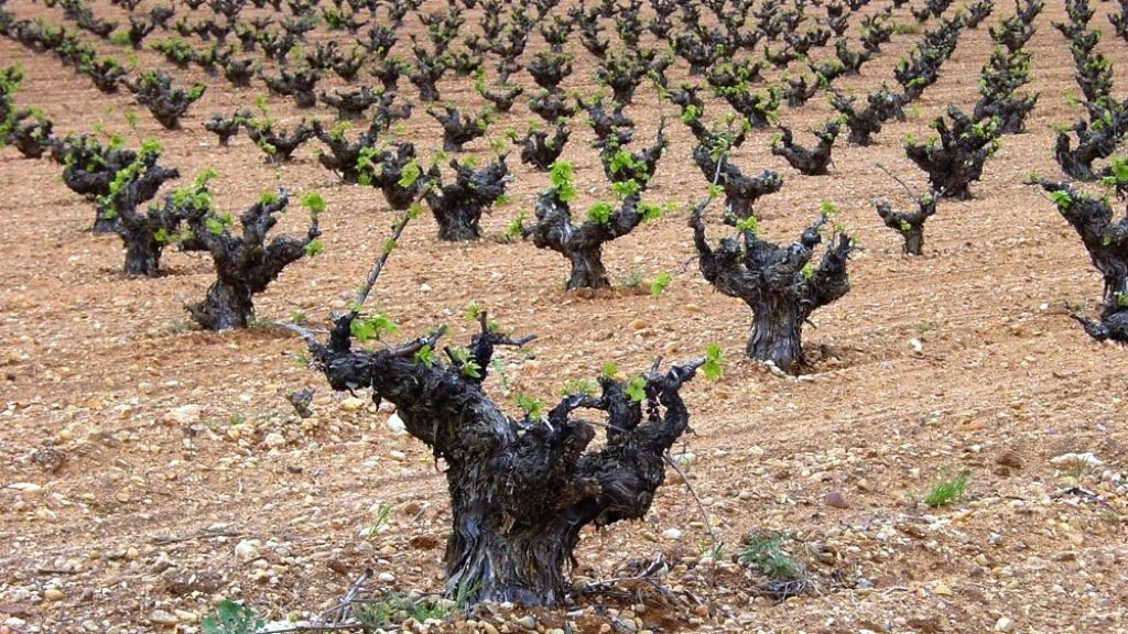 Venta de bodegas de vino ecológico