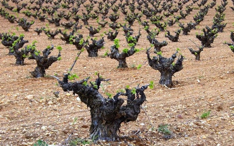 Venta de bodegas de vino ecológico