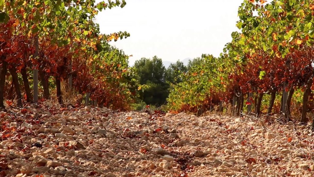 Viñedos en venta en Terres dels Alforins