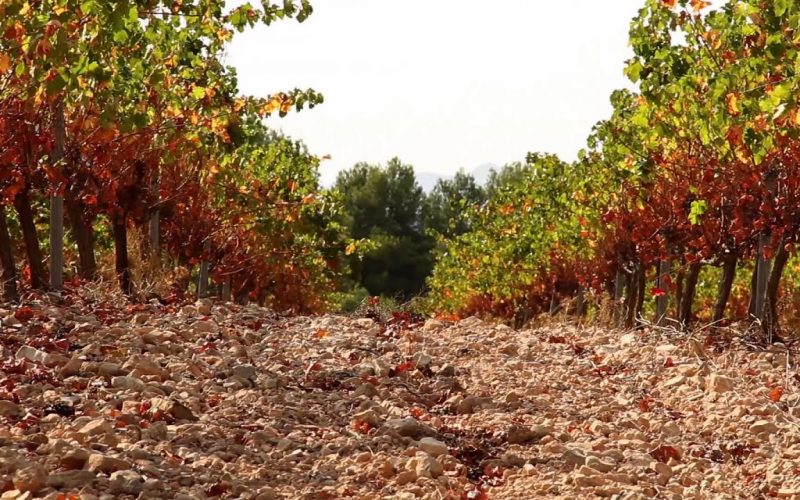 Weinberge in Terres dels Alforins zu verkaufen