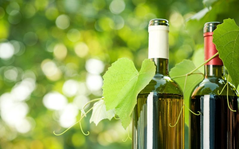Botellas de vino vendimia 2019