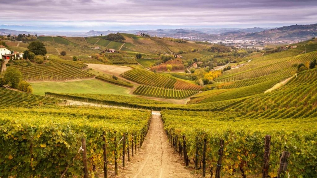 Le terroir : maître mot dans le monde du vin