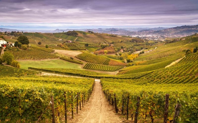 Le terroir : maître mot dans le monde du vin