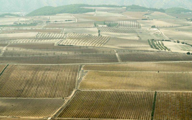 El vino en la Comunidad Valenciana