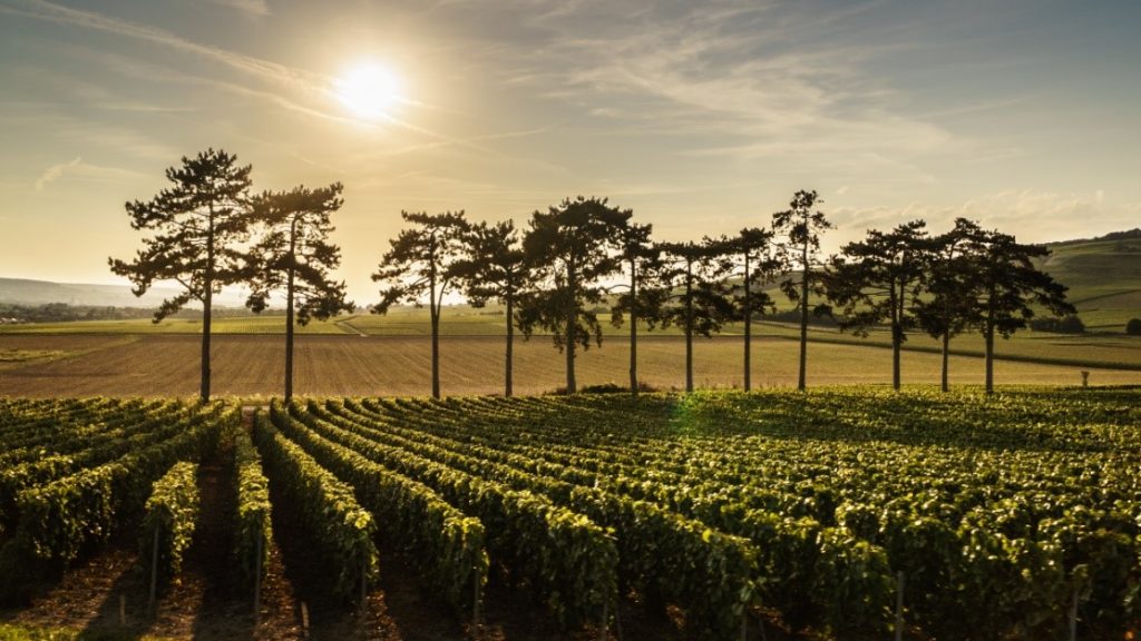 Las zonas del Champagne