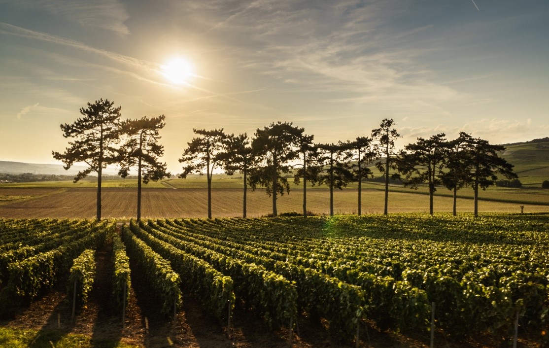 Un recorrido por las zonas del Champagne | Rimontgó Wineries