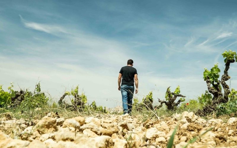 Cantine e Vigneti Sentencia