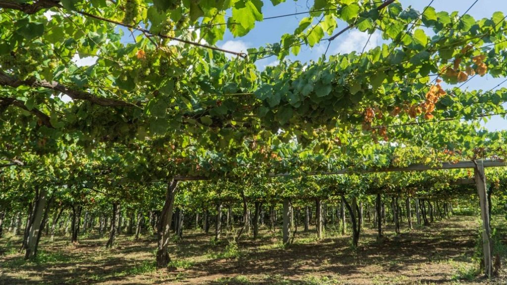 Galice : paysage, gastronomie et vin