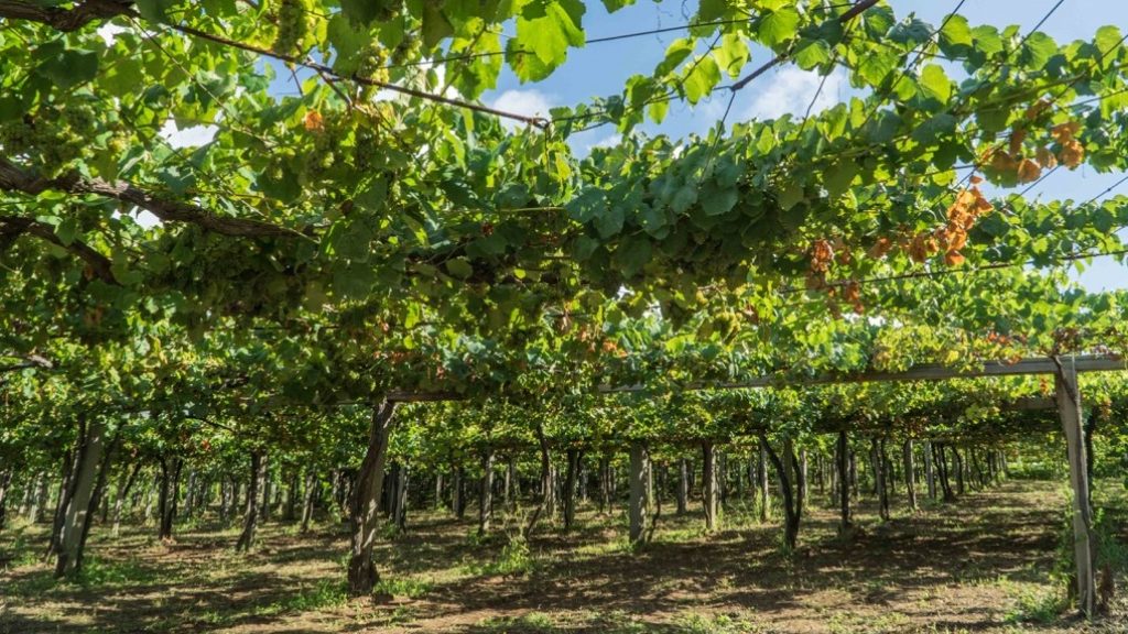 Galiza: paisagem, gastronomia e vinho