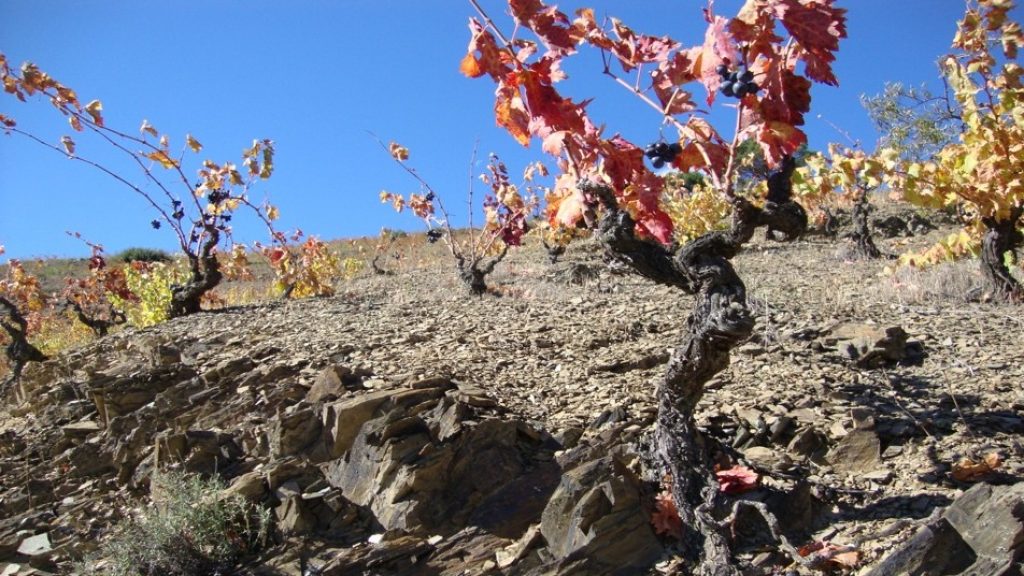 Mineralità del vino