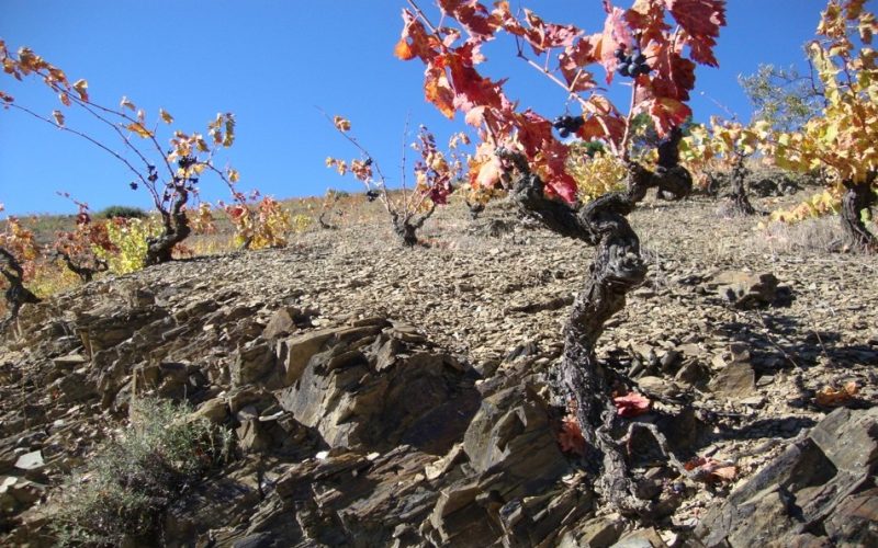 Mineralità del vino