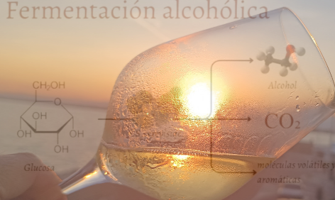 La química del vino