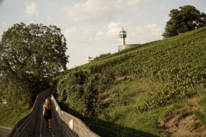 Las estrellas del vino: Parte 3 Las estrellas del vino: Parte 3