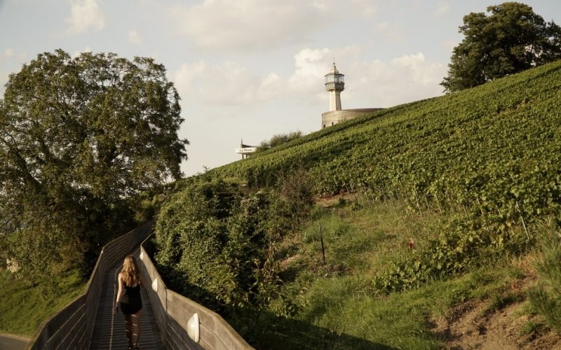 estrellas del vino 3