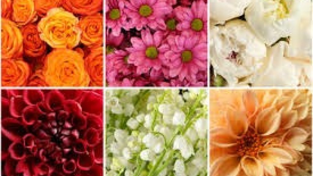 Flores y vegetales