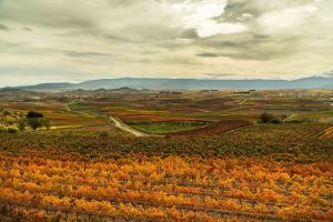 Los colores del vino en otoño