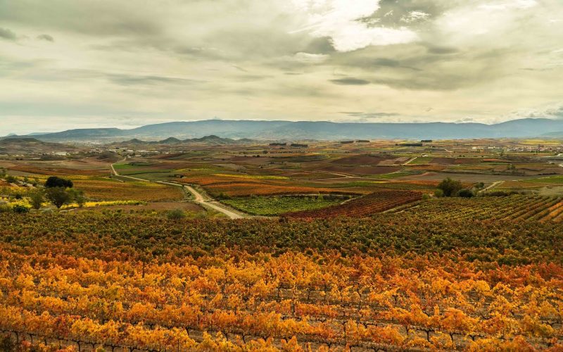 colores vino otoño